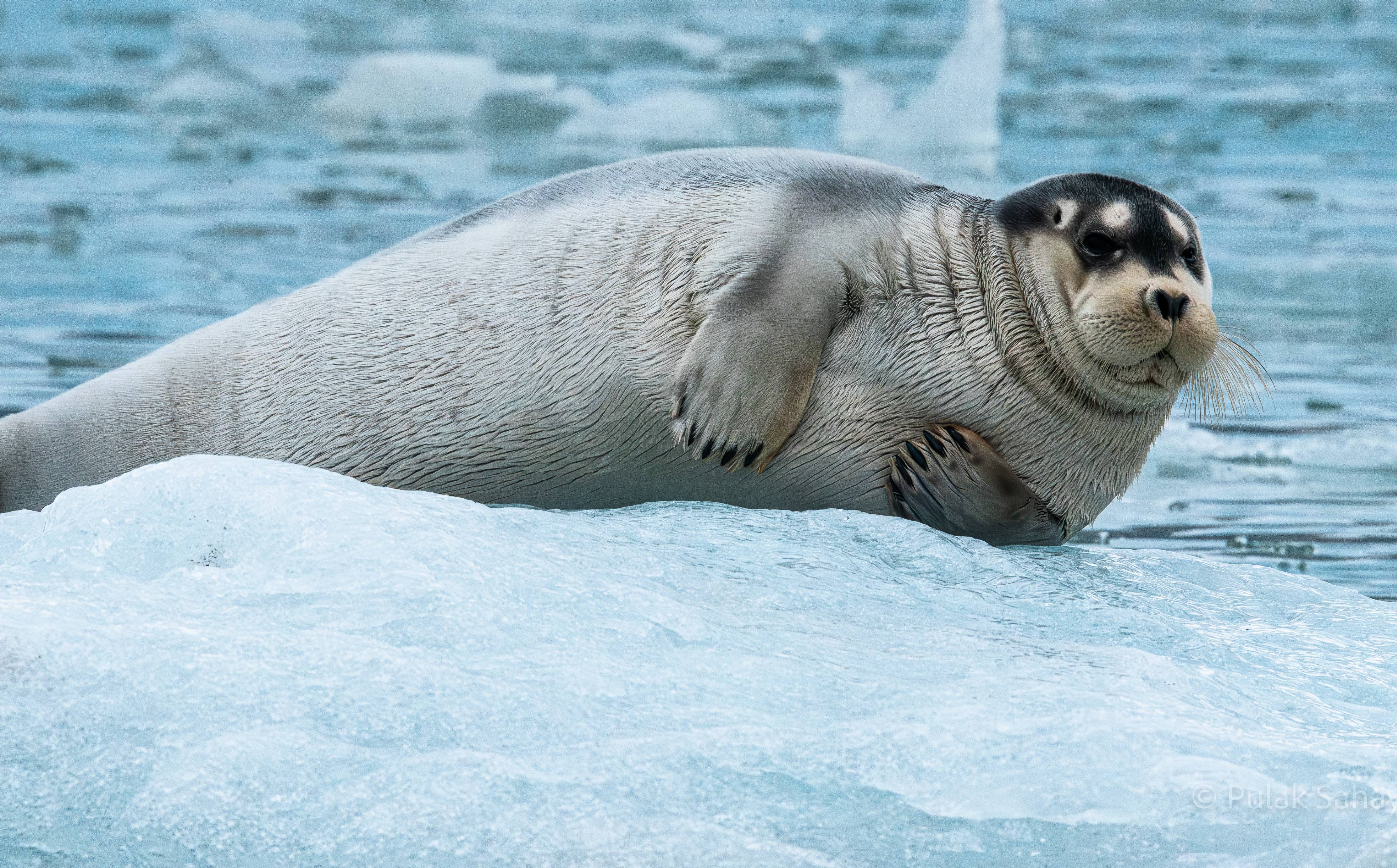 Seal on ice